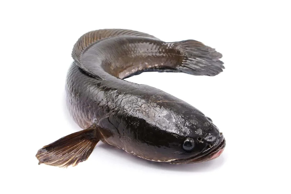 snake head fish isolated on white background.