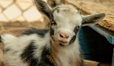 Yahoo lifestyle home