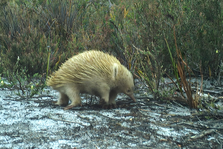 A blond echidna captured on a trail camera.
