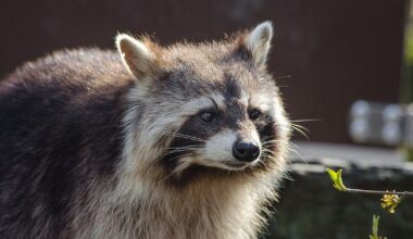 Chapel Hill raccoon tests positive for rabies, Orange County Animal Services says :: WRAL.com