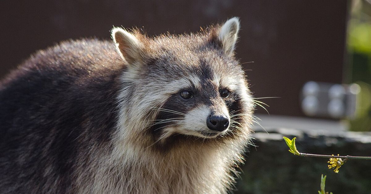 Chapel Hill raccoon tests positive for rabies, Orange County Animal Services says :: WRAL.com