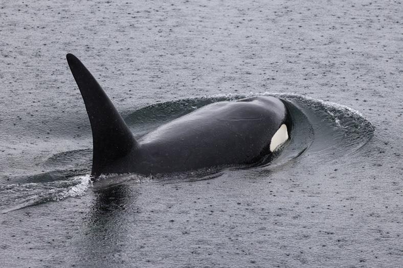 Mystery orcas from afar thrill Seattle-area whale watchers