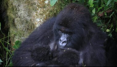 Second Set Of Rare Gorilla Twins Born In Congo's Virunga Park: "Extraordinary Event"