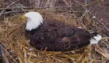 Uncertainty surrounds eagle egg at Decorah North Nest