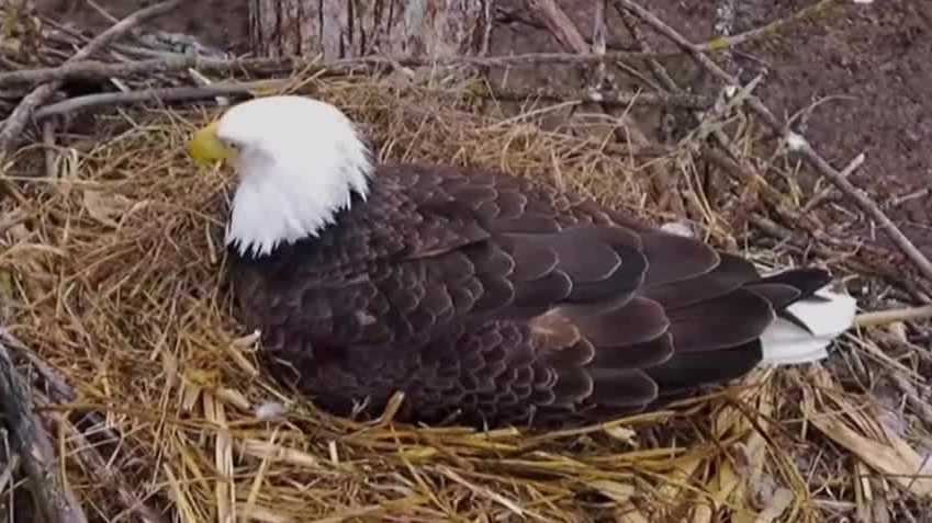 Uncertainty surrounds eagle egg at Decorah North Nest