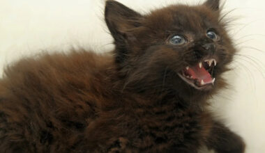 Yahoo lifestyle home