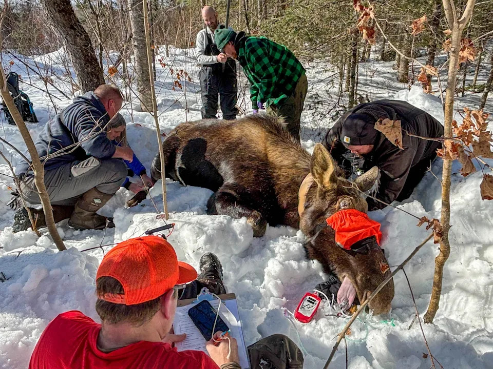 Field crew with sedated bull moose
