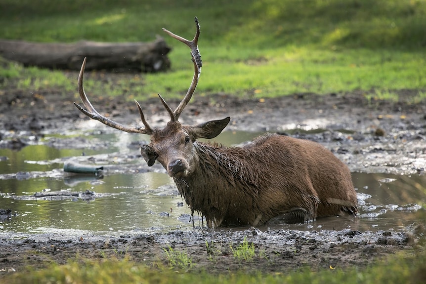 Red deer wallowing in mud