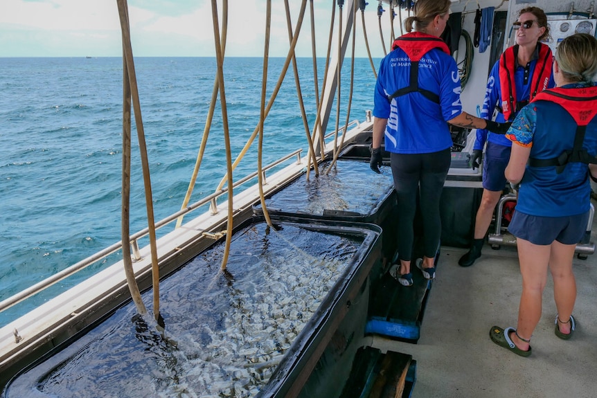 Black tubs lining the edge of a boat, filled with water, with hoses running into them.