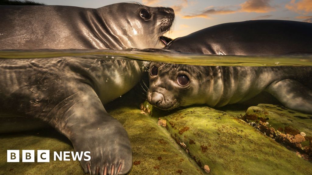 Playful seal pups shot clinches underwater photo prize - BBC