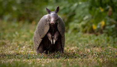 Armadillo's Surprise Encounter With the Neighborhood Cat Couldn't Be Sweeter