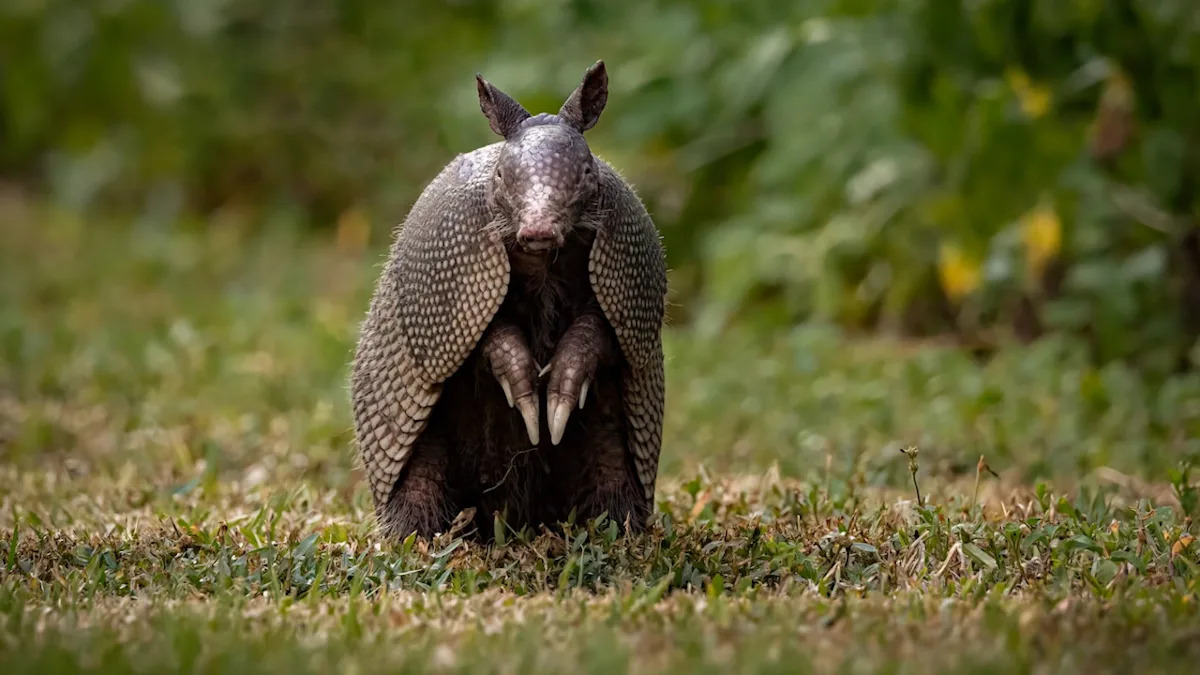 Armadillo's Surprise Encounter With the Neighborhood Cat Couldn't Be Sweeter