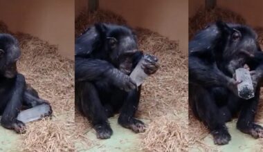 Chimps’ Love for Crystals Could Help Us Understand Our Own Ancestors’ Fascination with These Stones