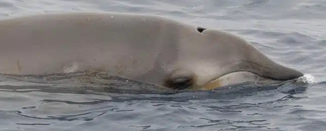 A Close Up Of A Ginkgo Toothed Beaked Whale Surfacing Briefly In Pacific Waters.