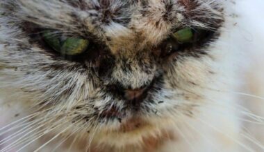 A Creepy Cat Borne Fungus Is Now Infecting Humans
