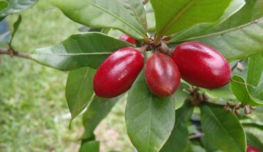 The ‘Miracle Berry’ Helps Chemo Patients Remove Metallic Taste So They Can Enjoy Food Again