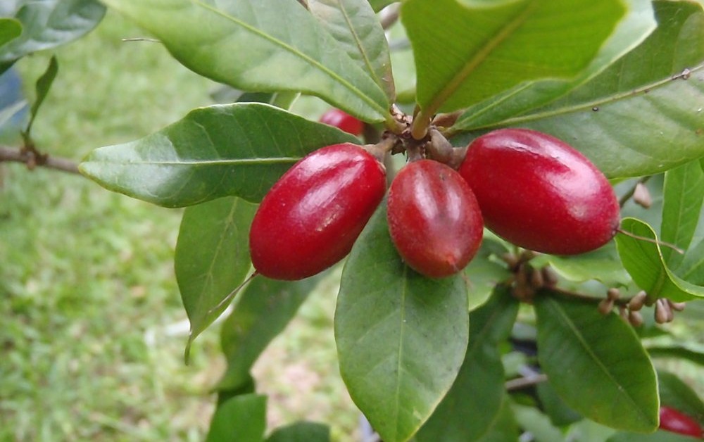 The ‘Miracle Berry’ Helps Chemo Patients Remove Metallic Taste So They Can Enjoy Food Again