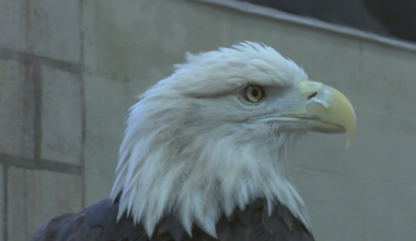 Bald eagles make remarkable comeback in Iowa