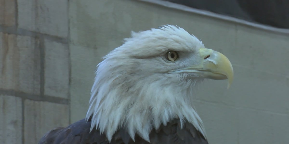 Bald eagles make remarkable comeback in Iowa