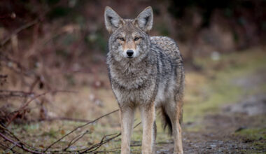 Coyote mating season poses threat to pets as populations swell – NBC Chicago