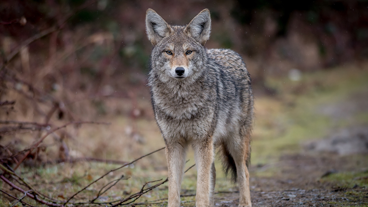 Coyote mating season poses threat to pets as populations swell – NBC Chicago