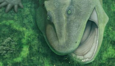 Fossil Remains of ‘Weird’ Creature with Twisted jaw and Sideways Teeth Discovered