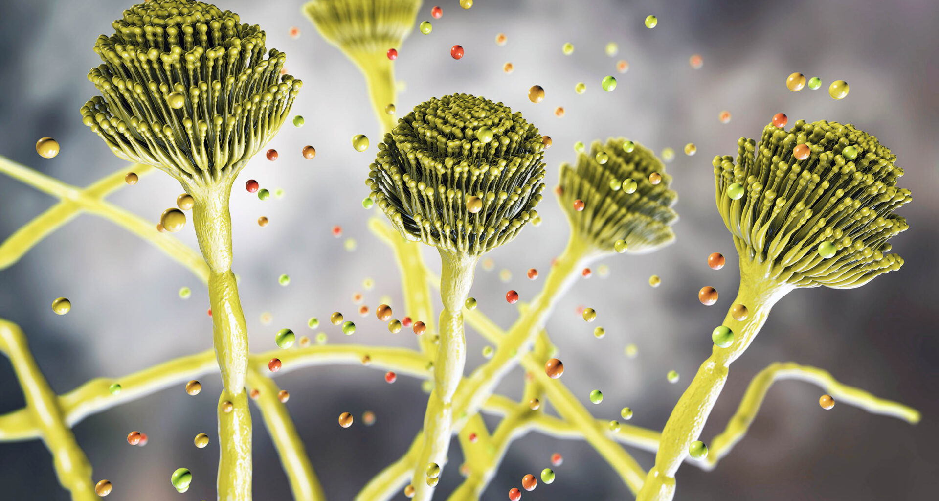 Fungus that "eats you from the inside out" is spreading worldwide