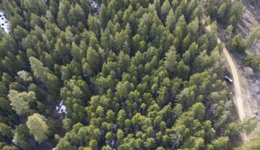 Why thinning a forest could get you more drinking water