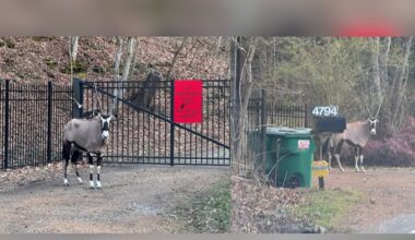 Oryx spotted near Beaman Park in Joelton raises safety concerns