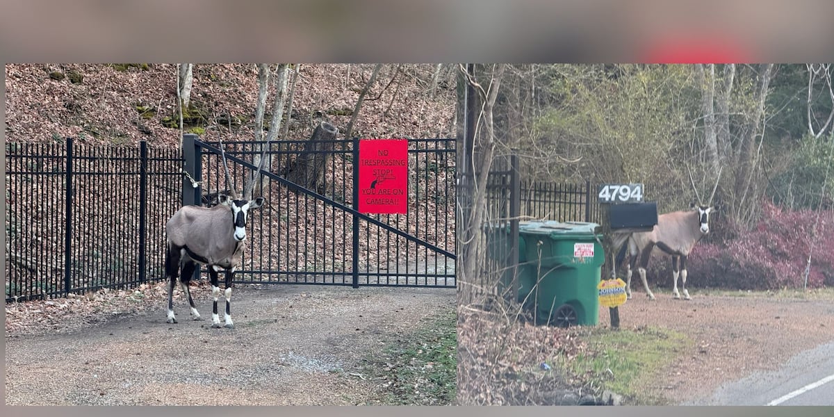 Oryx spotted near Beaman Park in Joelton raises safety concerns