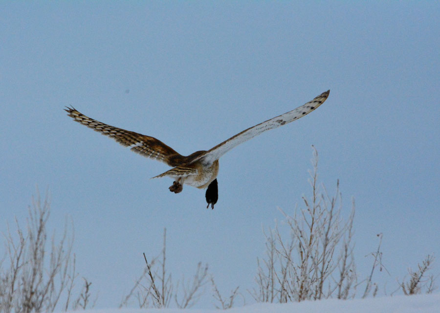 One of the Barn owls was successful in capturing a vole.
