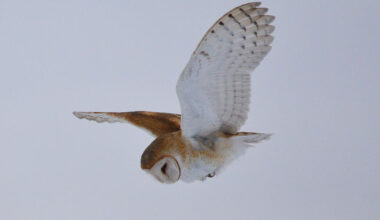 An American barn owl hunting along an empty feeder canal west of Mud Lake.
