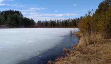 Frozen lake partially melting, surrounded by dry grass and evergreen trees under a blue sky with scattered clouds.