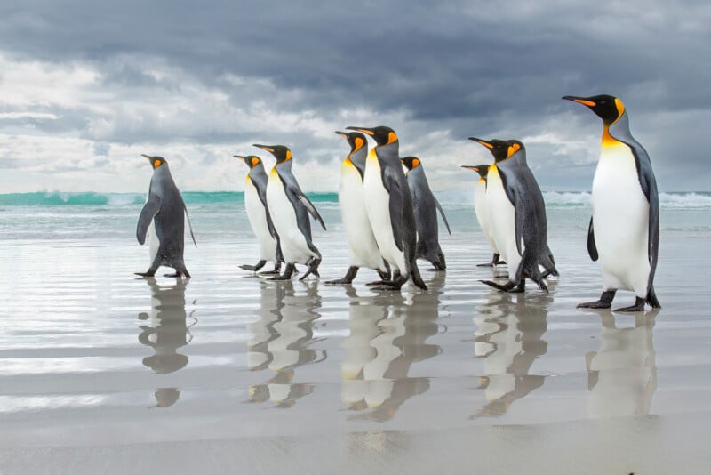 A group of king penguins walks together on a wet sandy beach, with their reflections visible on the surface and dark clouds in the sky above the waves.