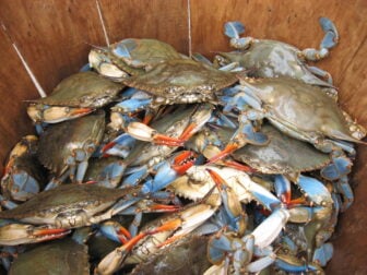 A basket of blue crabs