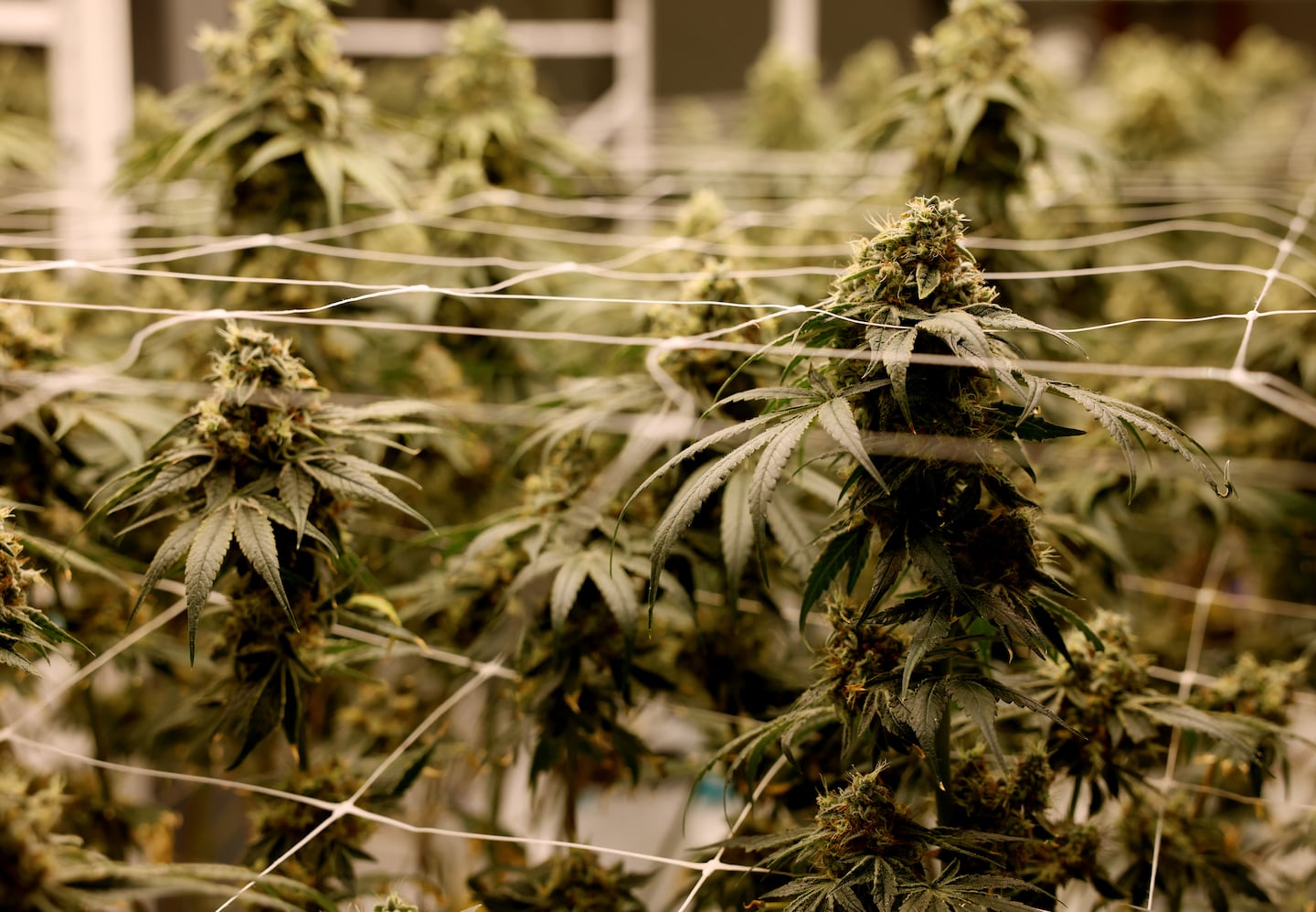 Cannabis inside a grow room at Thrive Dispensary.