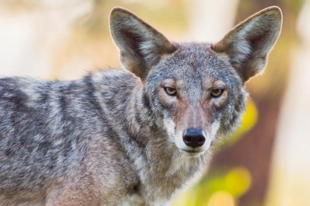 Coyotes roam LA streets, from Santa Monica to Playa del Rey
