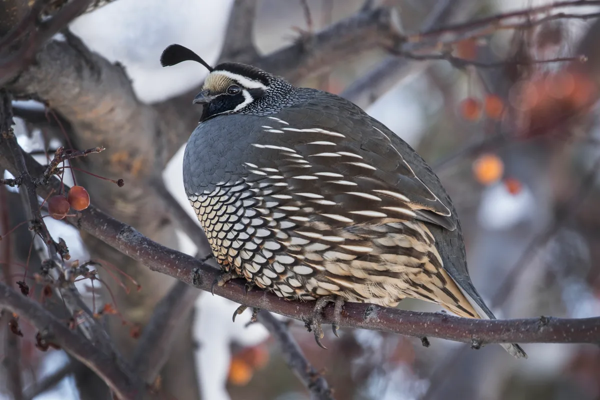Californian quail