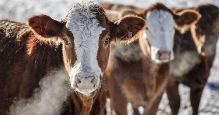 Beef prices continue to soar, but signs of coming relief are emerging - National
