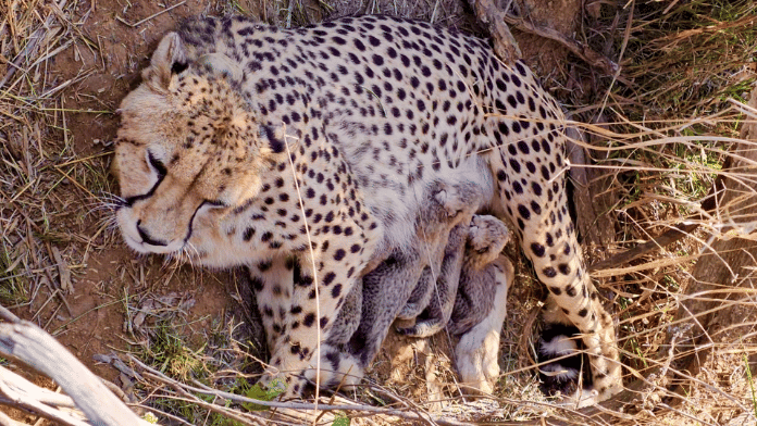 India's cheetah count crosses 50. Jwala gives birth to 5 cubs