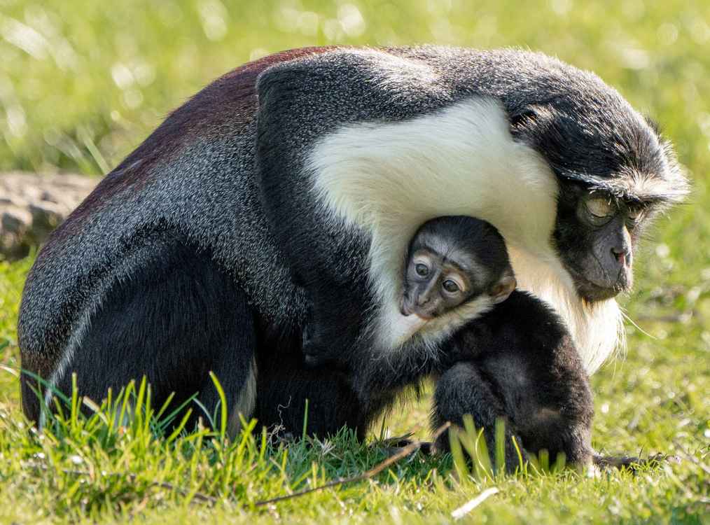 Surgeons Perform First-Ever Surgery for Critically-Endangered Monkey Weeks Before She Gave Birth