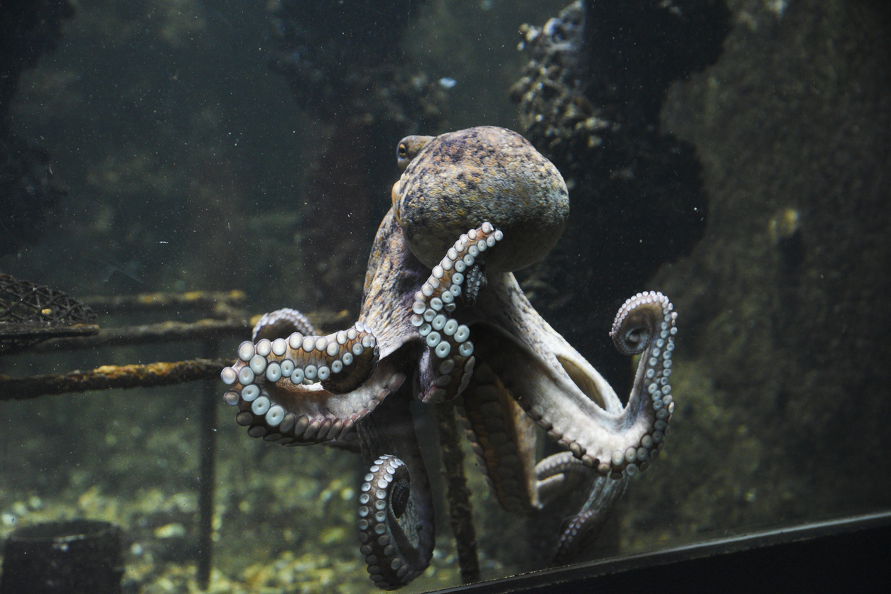 Clever Octopus Stages Real-Life Great Escape from National Aquarium, Returns to the Ocean