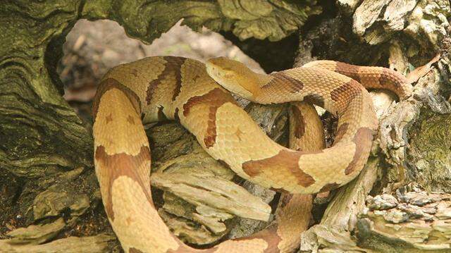 A copperhead snake with distinct hourglass-shaped bands is coiled inside the dark hollow of a weathered, moss-covered log. The snake’s tan and copper scales blend naturally with the earthy tones of the decaying wood.