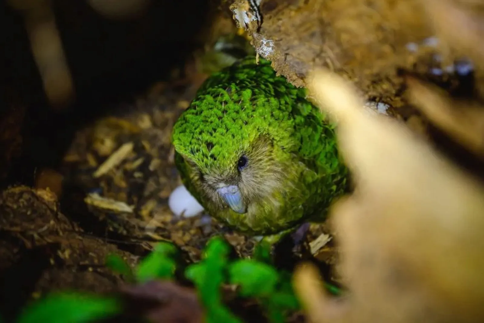 Rare kākāpō in nest