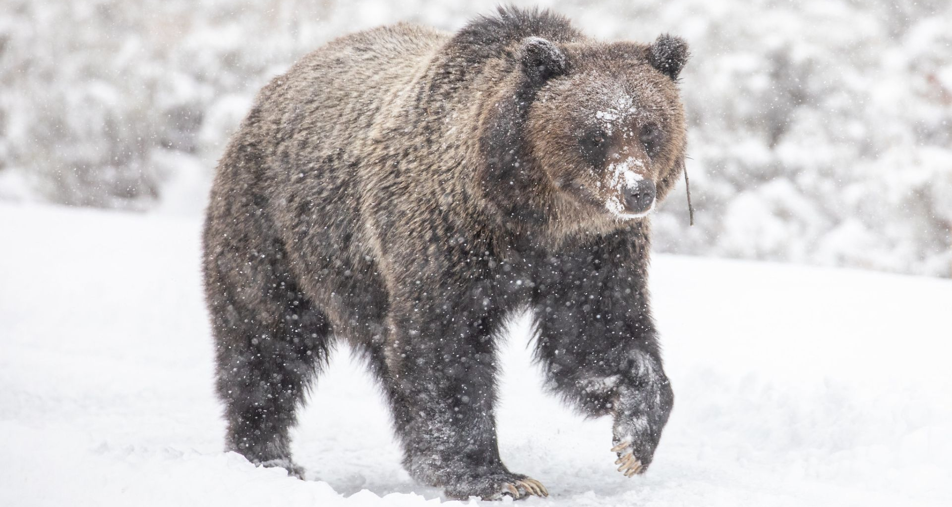 Yellowstone grizzly emerges