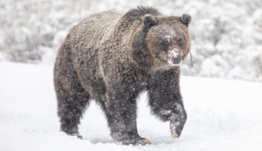 Yellowstone grizzly emerges