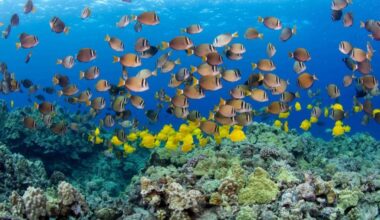 House advances state bill banning commercial aquarium fishing in Hawaiʻi County waters : Big Island Now