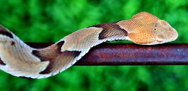 The most common venomous snake in North Carolina is the copperhead, Agkistrodon contortrix, which is found in all 100 counties.