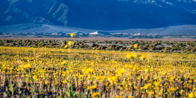 A wide field of bright yellow wildflowers blooms in the foreground, with sparse shrubs and sand dunes in the middle ground and rugged blue mountains rising in the background under clear skies.