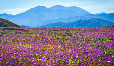 A vibrant field covered in pink and yellow wildflowers stretches toward distant blue mountains under a clear sky.